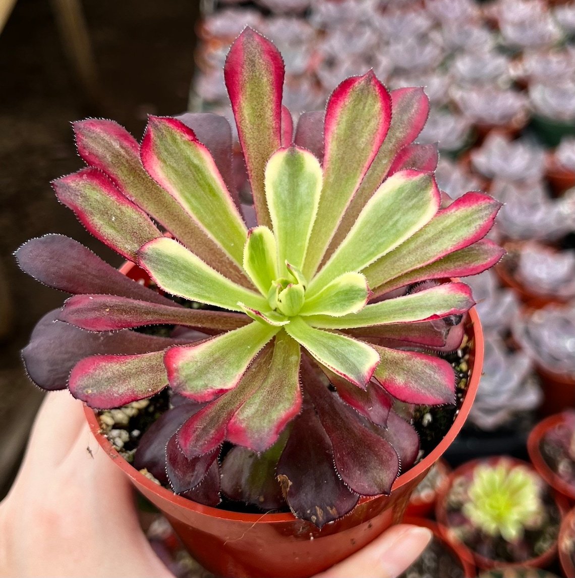 succulent aeonium mardi gras