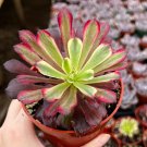 4 in Aeonium Mardi Gras Variegated Succulent Rare Succulent Rooted in pot