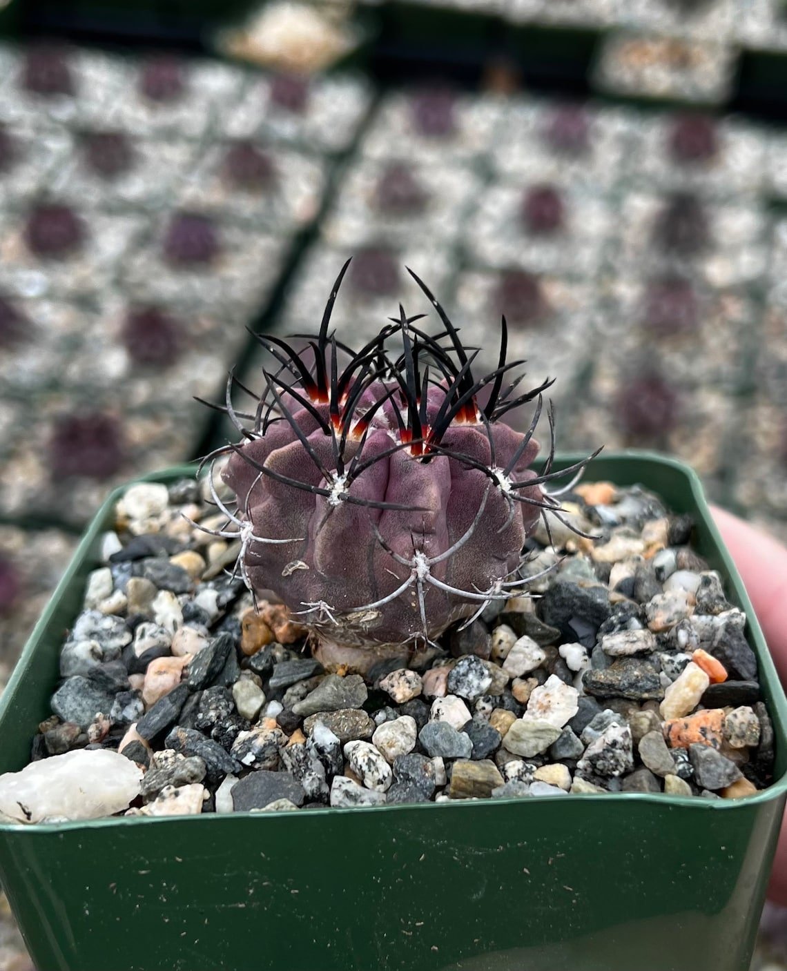 3.5 in Neochilenia Jussieui in pot