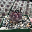 3.5 in Neochilenia Jussieui in pot