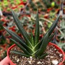 4 in Aloe Gasteria Succulent in pot