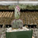 3 in Opuntia Santa Rita Prickly Pear Purple in pot