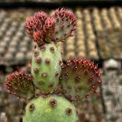 3 in Opuntia Santa Rita Red Prickly Pear in pot