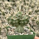 3 in Paper Spine Tephro Articulatus Pine Cone Rare in pot