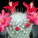 3 in Mammillaria Senilis Feather Rare in pot