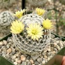 3 in Mammillaria Duwei Rare in pot