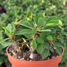 4 in Crown of Thorns Euphorbia Milii Rare Exotic Succulent in pot