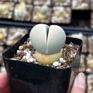 2 in Argyroderma Testiculare Lithops x Conophytum in pot