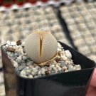 2 in Dinteranthus Wilmotianus Lithop Living Stone Split Rock Pebble Rare Succulent Succulent in pot