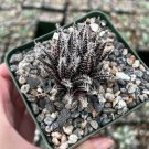 3.5 in Black Haworthia Aloe Haworthioides Rare Succulent in pot