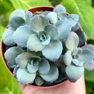 4 in Sedum Blue Elf Rare Succulent Blue in pot