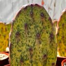 3 in Variegated Opuntia Sunburst Rare Variegated in pot