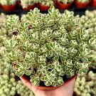 4 in Two-row Stonecrop Dragon ins Blood Sedum Spurium in pot