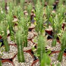 4 in African Milk Tree Euphorbia Trigona in pot