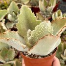 4 in Felt Bush Elephant ins Ear Kalanchoe Beharensis inFang in Succulent in pot