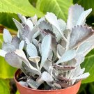 4 in Flower Dust Kalanchoe Pumila Silver Rare Succulent in pot
