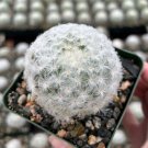 3.5 in Mammillaria Plumosa Feather in pot