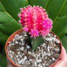 4 in Grafted Pink Yello Red Gold Colorful Moon pot