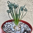 4 in Albuca Spiralis Frizzle Sizzle Corkscrew Albuca Exotic Rare Succulent Mini Curly Grass in pot