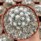3.5 in Mammillaria Gracilis White Snowcap Rare in pot