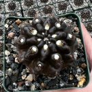 3.5 in Neochilenia Huascensis Black Rare in pot