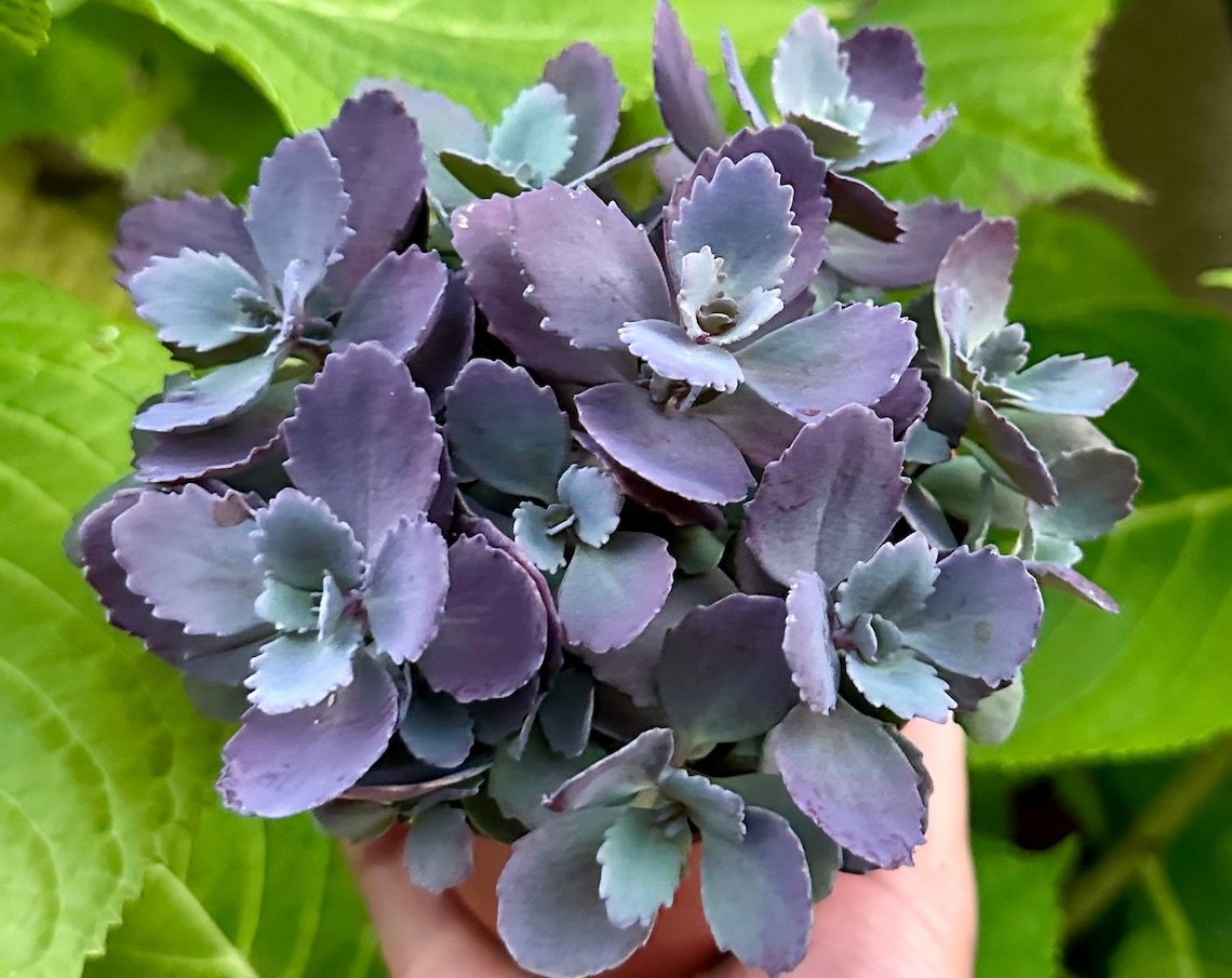 4 in Sedum Blue Pearl Purple Rare Succulent in pot