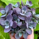 4 in Sedum Blue Pearl Purple Rare Succulent in pot