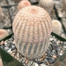 3.5 in White Arizona Rainbow Hedgehog Echinocereus Rigidissimus ted Succulent White Rare in pot