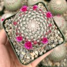 3 in Rainbow Pincushion Mammillaria Rhodantha Spherical in pot