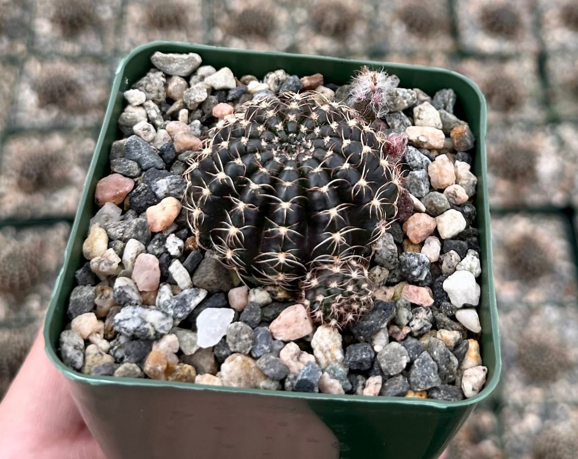 3.5 in Spider Web Black Lobivia Arachnacantha in pot