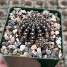 3.5 in Spider Web Black Lobivia Arachnacantha in pot