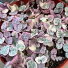 2.5 in Variegated String of Hearts/VSOH/Ceropegia Woodii Rare Succulent Hanging in pot