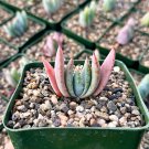 3.5 in Aloe Peglerae Rosette Pink Aloe Rare Succulent in pot