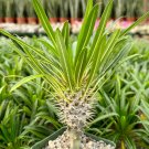 3 in Madagascar Palm Pachypodium Rare Succulent in pot