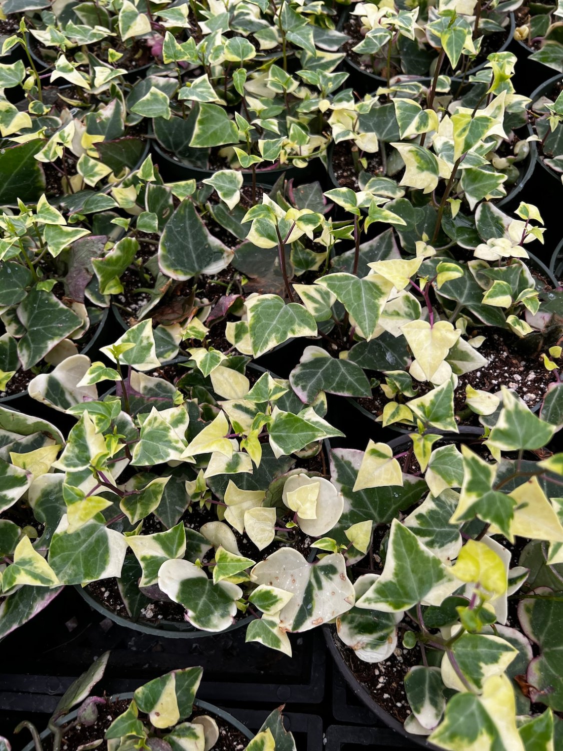 6 in Variegated Wax Ivy Trailing Easy Care in  pot