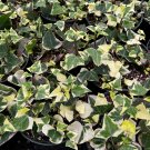 6 in Variegated Wax Ivy Trailing Easy Care in  pot