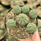 3.5 in Baseball Euphorbia Obesa Rare Cluster ted Succulent in pot