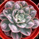 4 in Echeveria Raindrops Rare Succulent Rooted in pot