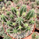 3.5 in Euphorbia Ferox Clusters African Milk Barrel in pot