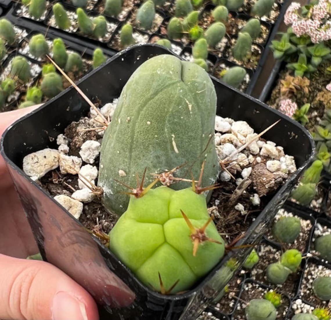 5 in Penis Rare Succulent Unique in pot