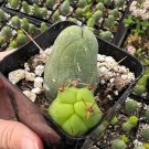 5 in Penis Rare Succulent Unique in pot