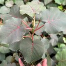 4 in Rock Fig Petiolate Fig Ficus Petiolaris Rare in pot