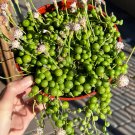 6 in String of Pearls Hanging Succulent Trailing in Hanging Basket pot