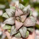 4 in Haworthia Splendens inPrincess Kazunomiya in Pink Haworthia Rare Succulent in pot
