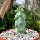 4 in Boobie Myrtillo Geometrizans Rare Exotic in pot