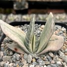 3.5 in Gasteria Sakura Fuji Variegated Gasteria HybridVariegated Succulent Rare in pot