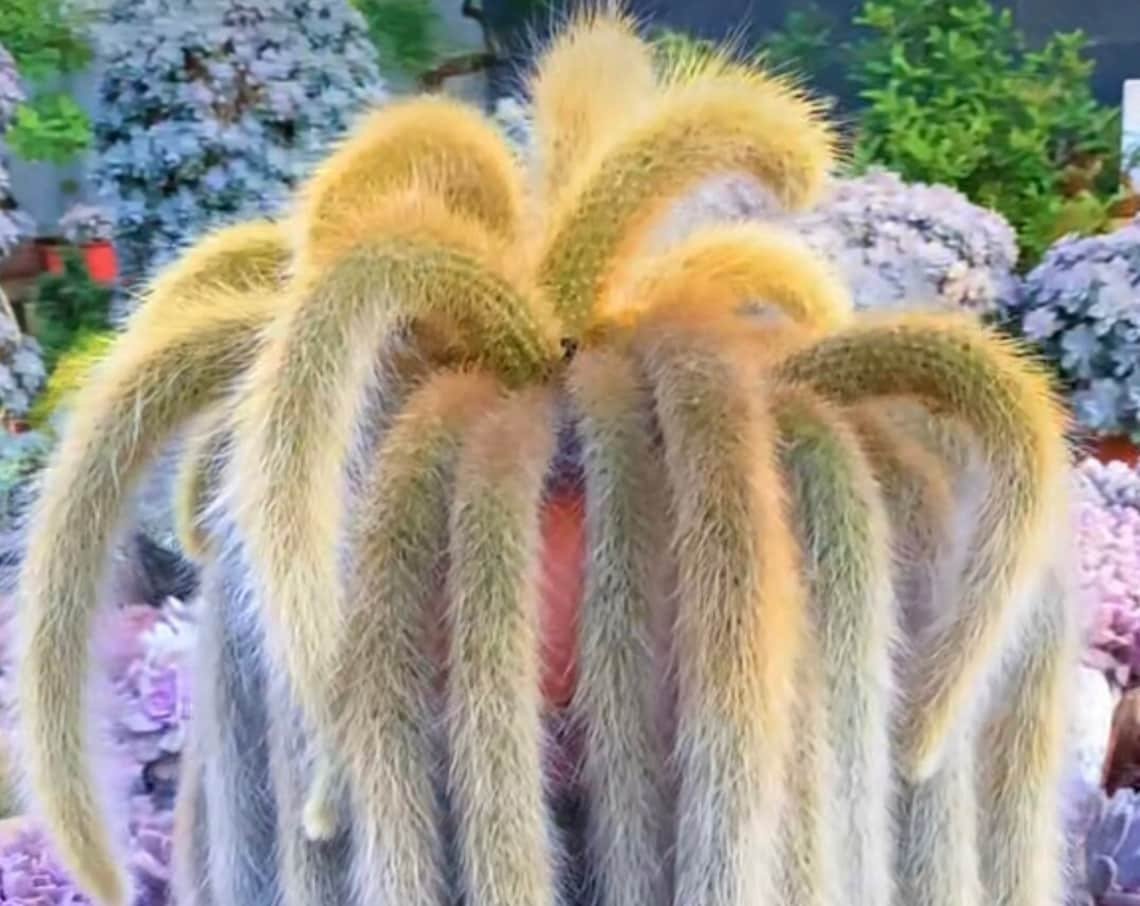 6 in Monkey Tail Hildewintera Colademonois Rare Succulents Ship in Bare Roots pot