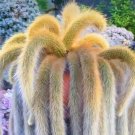 6 in Monkey Tail Hildewintera Colademonois Rare Succulents Ship in Bare Roots pot