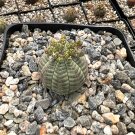 4 in Euphorbia Obesa Hybrid Baseball Rare Succulent in pot