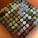 2 in Assorted Succulents ted Succulents Mystery Box s in pot